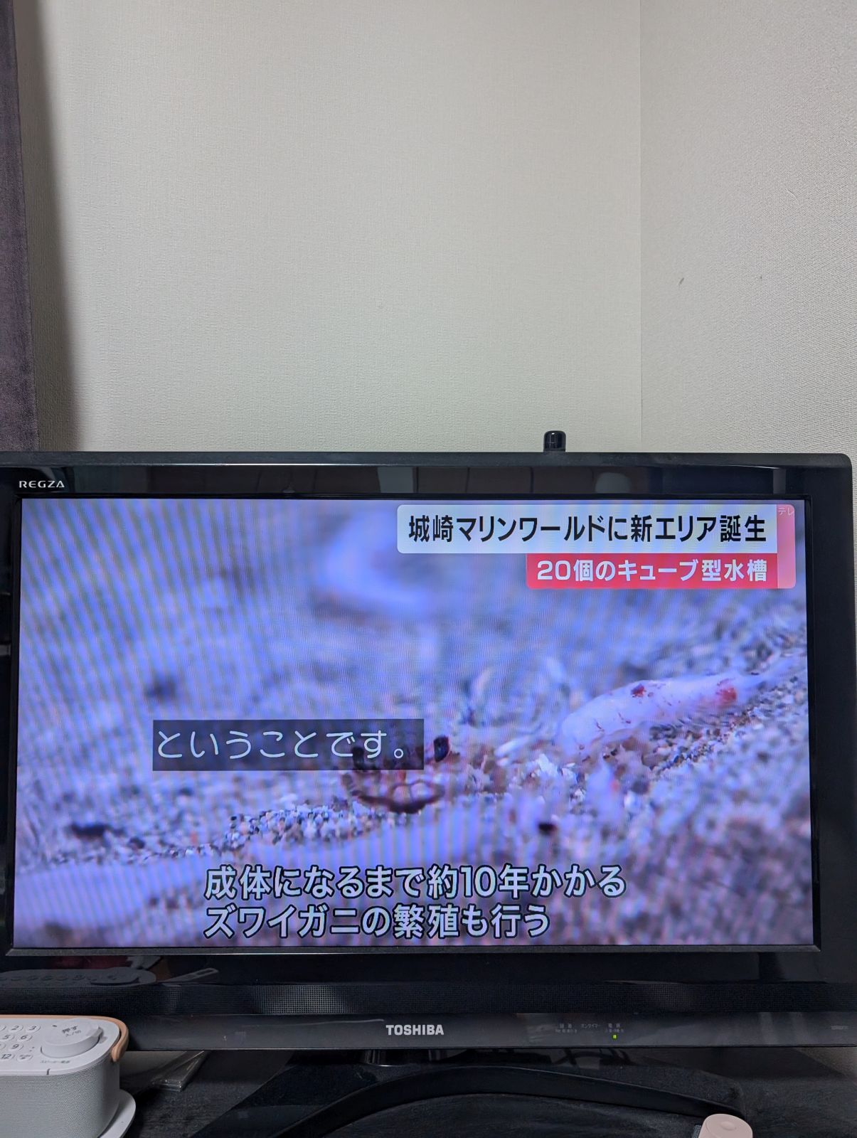 ズワイガニの繁殖