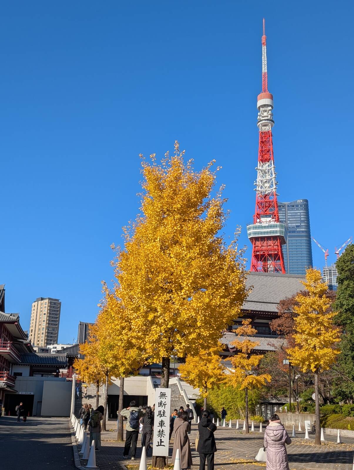 東京タワーと銀杏の木