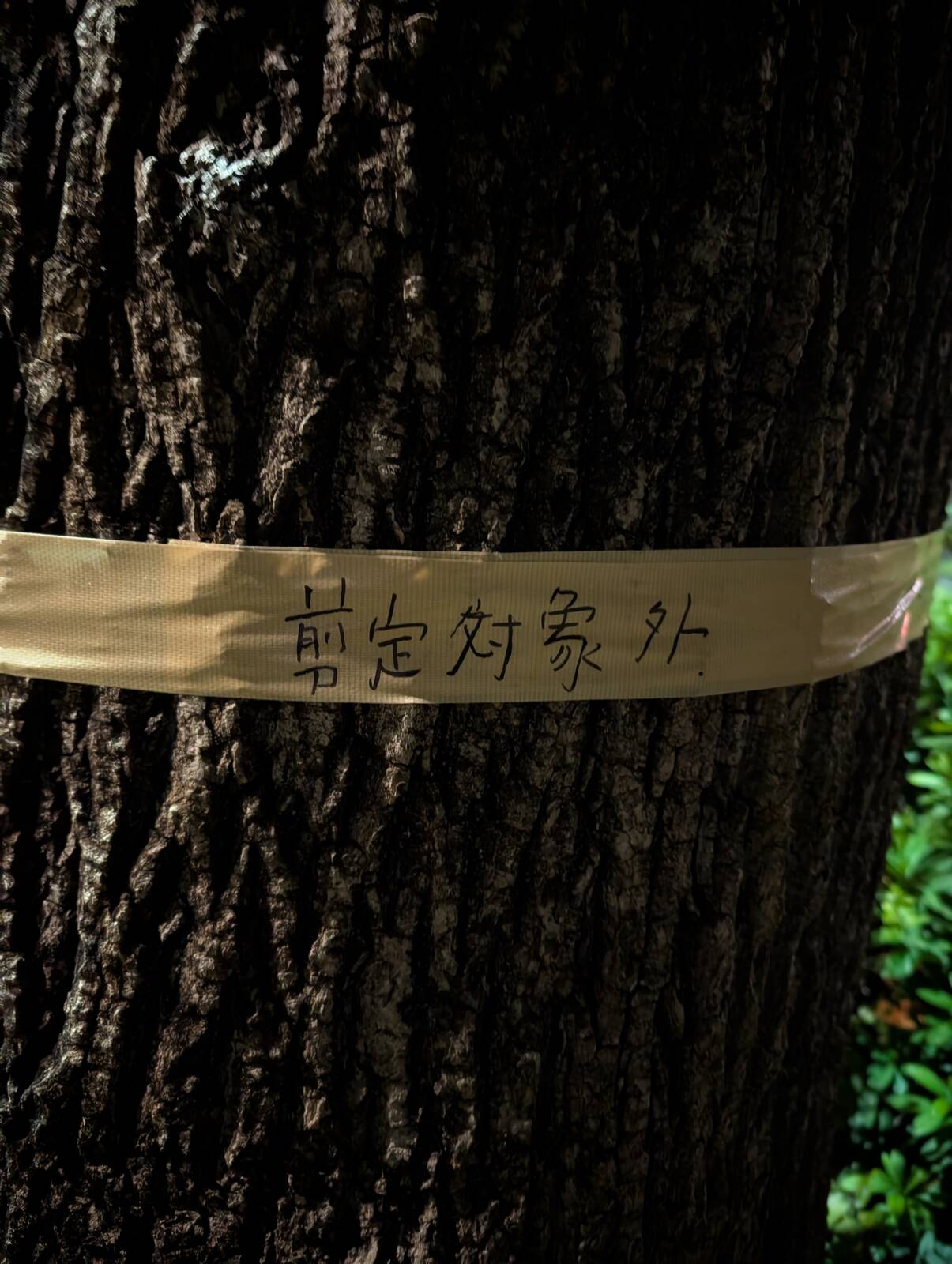 剪定対象外