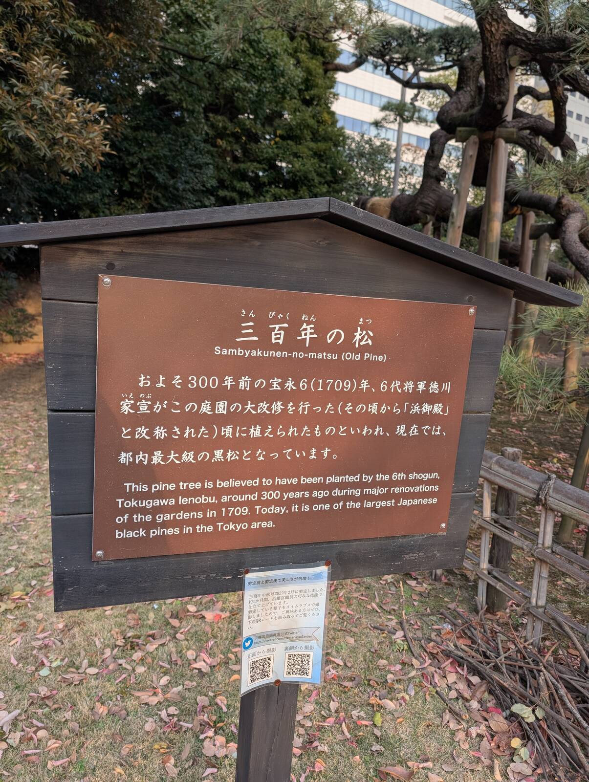 三百年の松