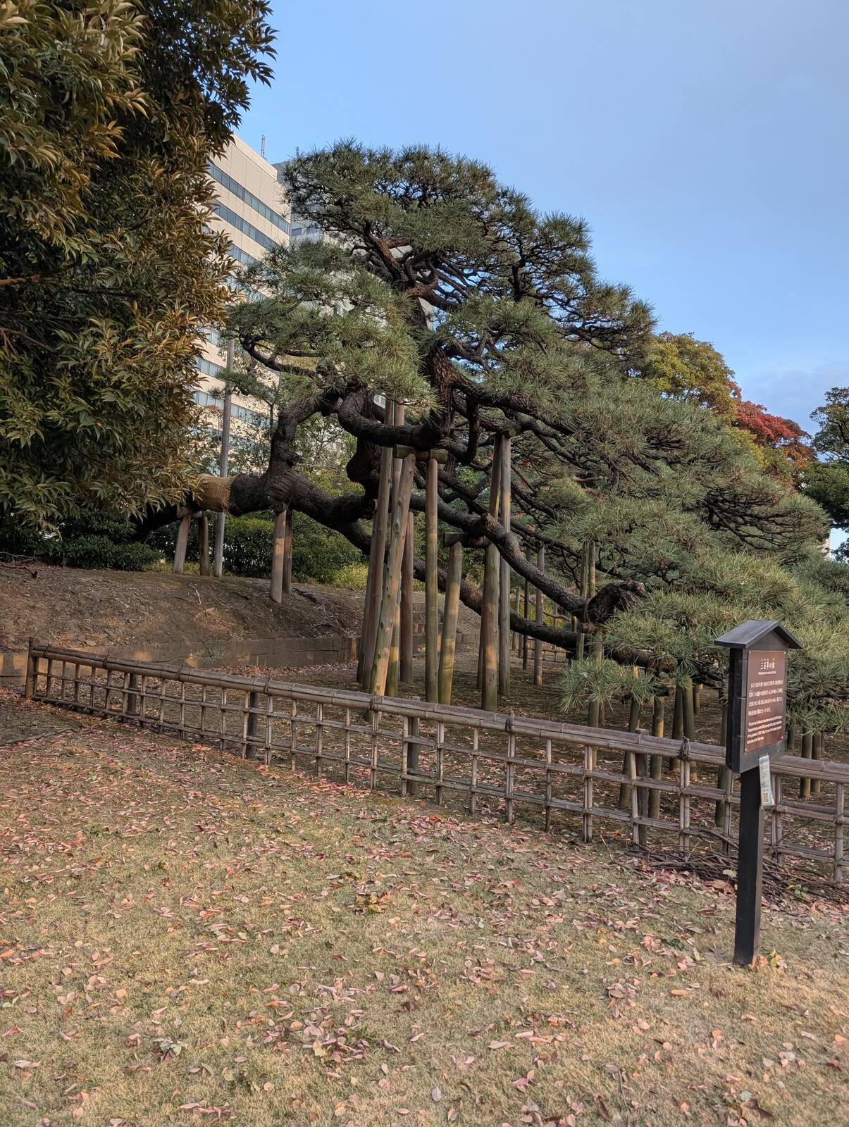 松の様子